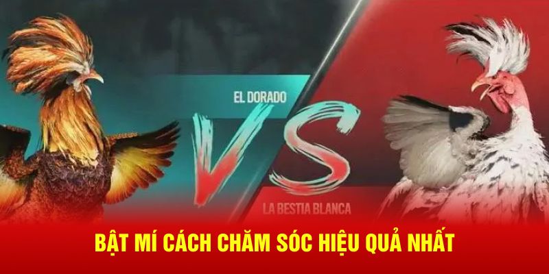 Bật mí cách chăm sóc hiệu quả nhất