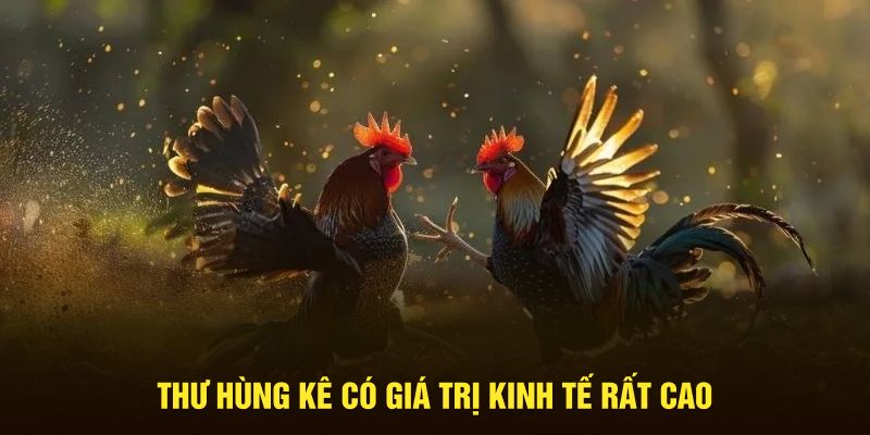 Thư Hùng Kê có giá trị kinh tế rất cao