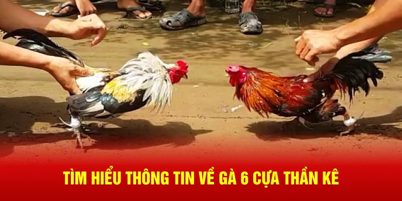 Tìm hiểu thông tin về gà 6 cựa thần kê