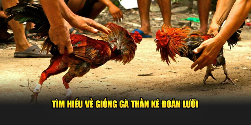 Tìm hiểu về giống gà thần kê đoản lưỡi 